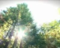 Captured In The Woods (clip)