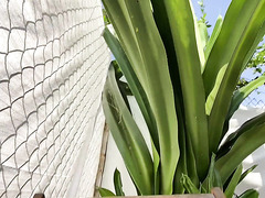 Asian Woman On Vacation, #bitchOnTheBeach